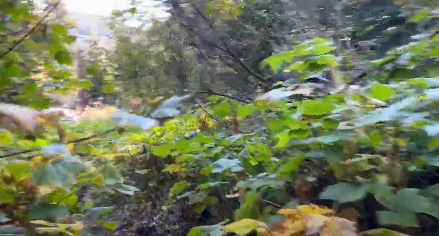 Deep Creek brush clearing video