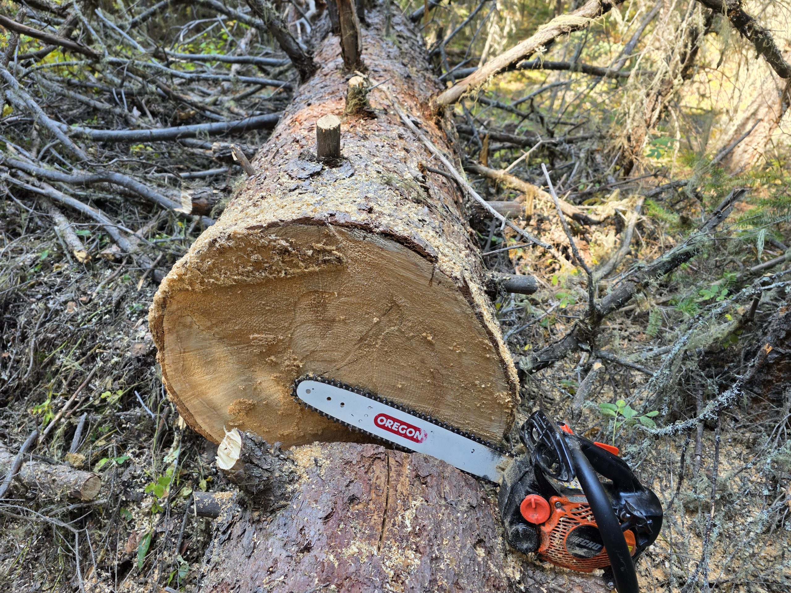 Final Sawyer clearing of the season for the Little Belts